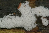 Ceratiomyxa fruticulosa var. fruticulosa image