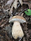 Boletus variipes image