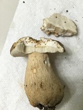 Boletus variipes image