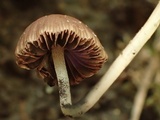 Psathyrella prona image