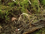 Psathyrella prona image