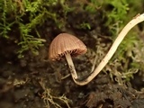 Psathyrella prona image