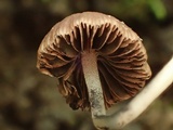 Psathyrella prona image