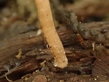 Psathyrella prona image