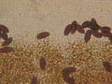 Psathyrella prona image