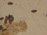 Psathyrella prona image