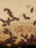 Psathyrella prona image