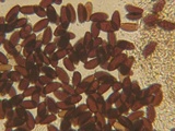 Psathyrella prona image