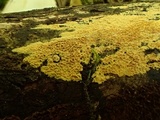 Pirex concentricus image