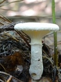 Pleurotus dryinus image