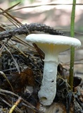 Pleurotus dryinus image