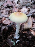 Amanita praecox image