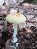 Amanita praecox image