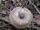 Amanita rhacopus image