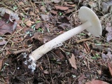Amanita rhacopus image