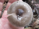 Amanita rhacopus image