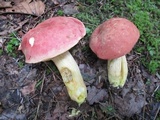 Boletus miniato-olivaceus image