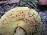 Boletus miniato-olivaceus image