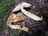 Boletus miniato-olivaceus image