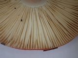 Russula sanguinaria image