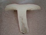 Russula sanguinaria image