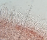 Russula sanguinaria image