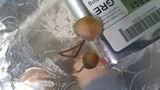 Panaeolus cinctulus image