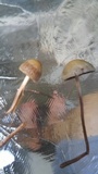 Panaeolus cinctulus image