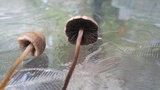 Panaeolus cinctulus image
