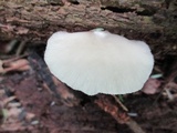 Crepidotus applanatus image