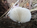 Crepidotus applanatus image