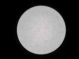 Crepidotus applanatus image