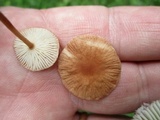Gymnopus subnudus image