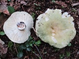 Russula variata image