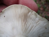 Russula variata image