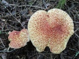 Suillus spraguei image
