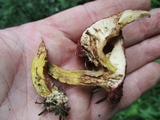 Suillus spraguei image