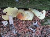 Suillus placidus image