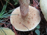Suillus placidus image