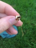 Conocybe apala image