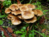 Pholiota terrestris image