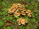 Pholiota terrestris image
