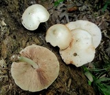Pluteus petasatus image