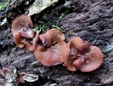 Pachyella clypeata image