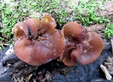 Pachyella clypeata image
