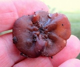 Pachyella clypeata image