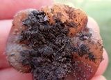 Pachyella clypeata image