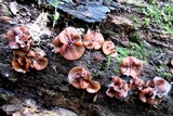 Pachyella clypeata image