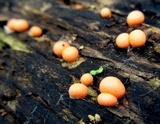 Lycogala epidendrum image