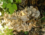 Meripilus sumstinei image